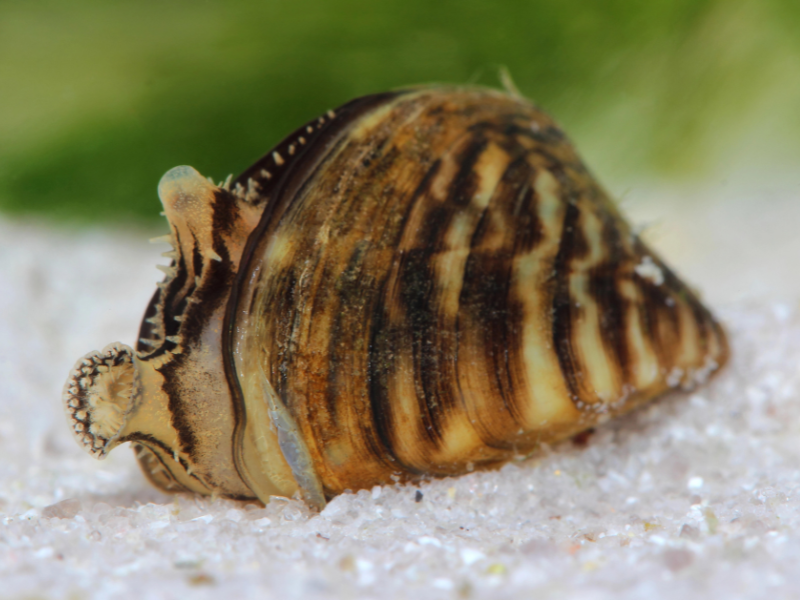 Moule zébrée