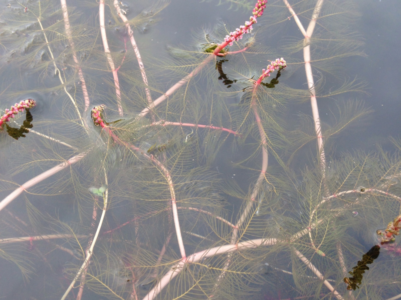 Myriophylle à épis