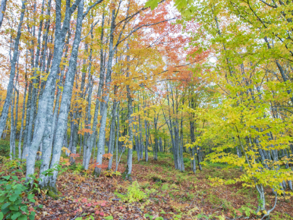 Modernisation du régime forestier québécois : la TREMBSL salue l’ouverture du Conseil de l’industrie forestière du Québec