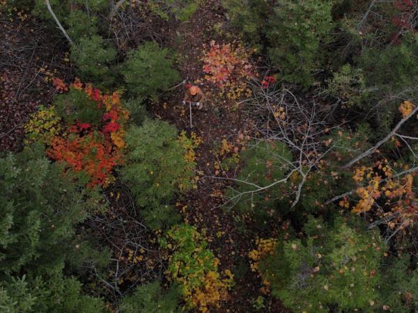 Modernisation du régime forestier - la TREMBSL dépose ses recommandations